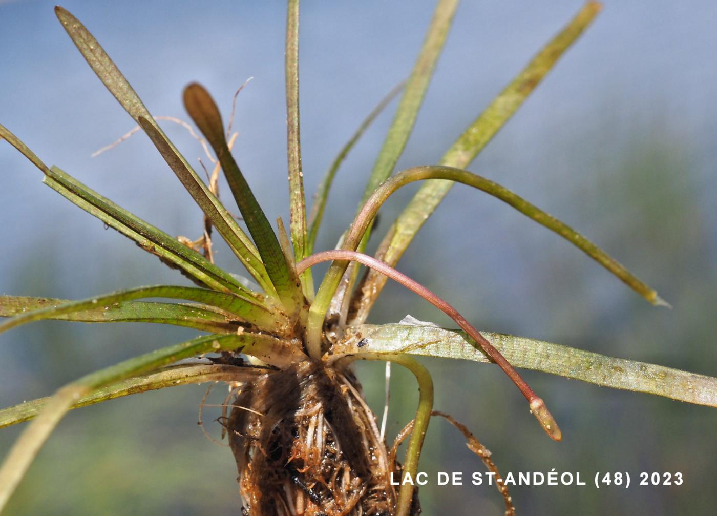 American Shoreweed leaf